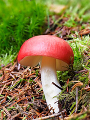 A young example of a Sickener Mushroom, Russula emetica set in the Pine Needles and Polytrichum Moss of a Conifer Woods Floor.
