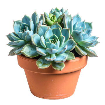Close up Beautiful Pastel Blue Green Echeveria Succulent in Brown Pot