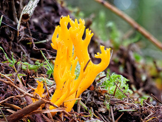 A Yellow Stagshorn Fungus, Calocera viscosa on a rotting conifer stump, surrounded by Pine Needles and Moss and Spiders webs.