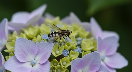 Hoverfly on hydrangea flower