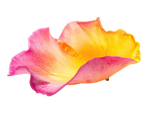 Close-up of a vibrant rose petal, gradient colors of pink and yellow