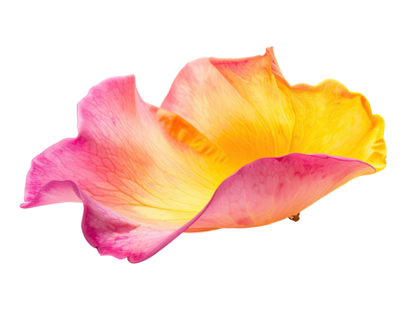 Close-up of a vibrant rose petal, gradient colors of pink and yellow