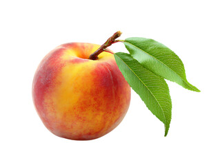 Ripe peach fruit isolated with soft shadows on white background. 