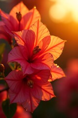 Close-up shot of vibrant pink flowers with delicate petals, illuminated by warm sunlight.