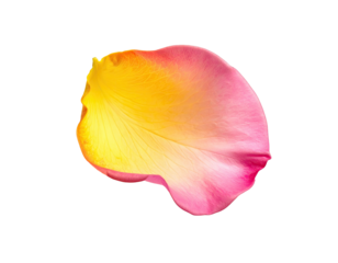 Close-up of a single rose petal, vibrant pink and yellow gradient