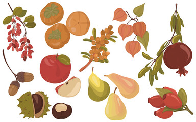 Set of autumn fruits, berries, nuts, branches. Includes apple, pear, pomegranate, persimmon, rosehip, chestnut, barberry. Perfect for seasonal design, packaging, cards, and harvest