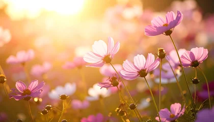Keuken achterwand Zorgcentrum Vibrant pink cosmos flowers in sunlight  © poli