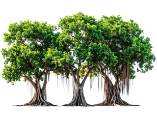 Lush, interconnected fig trees with vibrant green foliage and sprawling aerial roots against a black background