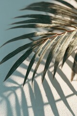 Closeup Palm Leaf With Shadow On Light Background