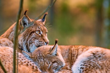 Eurasian lynx resting together in the forest