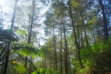 Tall Pine Trees in a Tropical Forest with Natural Light