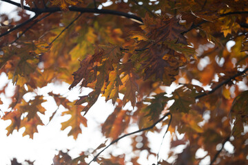 Autumn leaves in vibrant shades of orange and yellow are illuminated by soft sunlight, creating a warm and inviting atmosphere in a natural setting