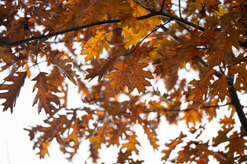 Autumn leaves in vibrant shades of orange and brown, captured against a soft, blurred background, showcasing the beauty of seasonal change and nature's artistry