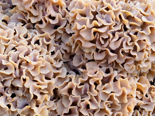 Close up detail of the Curled Lobes of a large Wood Cauliflower Fungus, Sparassis crispa on a Pine Tree in North East Scotland.