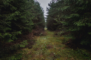 Obraz premium Path in old forest near Ozierany near Kruszyniany, small village in Podlasie region of Poland