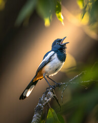 Obraz premium A small songbird with black and white plumage and a vibrant orange tail perches on a branch singing with its beak open