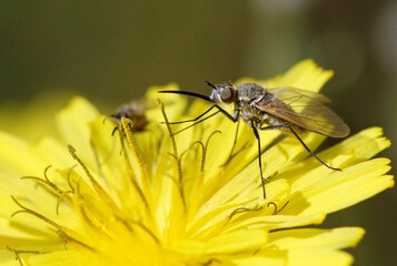 bee fly, likely from the genus Bombylius or Phthiria, resting on a yellow flower.