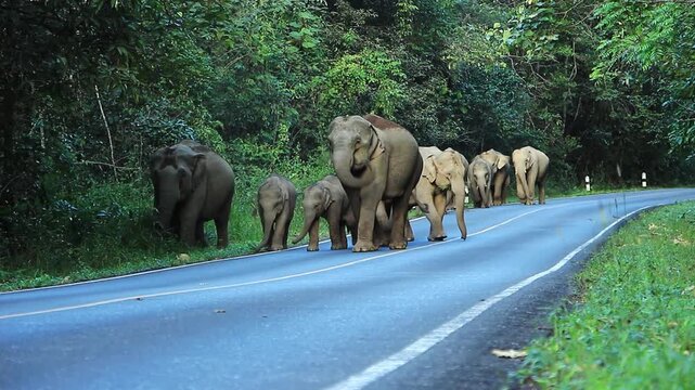 A rare sight of a wild elephant family walking along a forest road in a national park. This captivating wildlife moment highlights the beauty and majesty of nature, perfect for documentaries, educatio