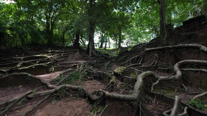 Forest floor with a dense network of exposed tree roots nature woodland - Powered by Adobe