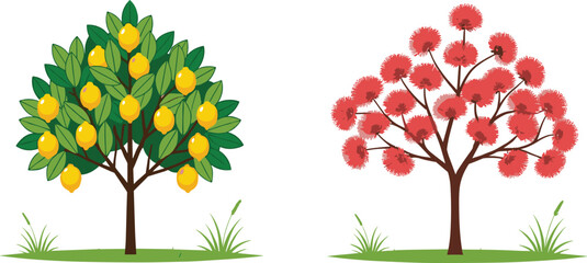 Obraz premium Vector illustration of lemon tree with ripe yellow fruits and red blooming flower tree with green grass isolated on white background