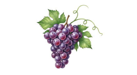 Isolated Watercolor Grape Cluster with Leaves, Fresh Purple Grapes on the Vine, Fruit