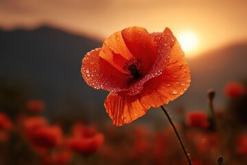 Obraz premium Red Poppy Flower at Sunset in a Field
