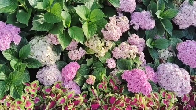 Blooming hydrangeas and bright coleus in a city flowerbed