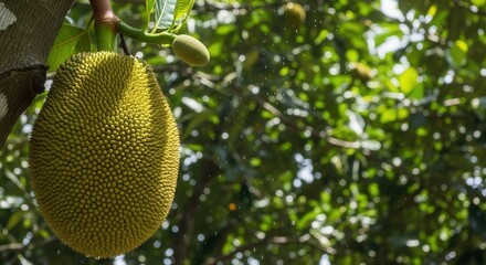 Close-up of a hanging jackfruit with a spiky green skin under the canopy in a tropical fruit garden