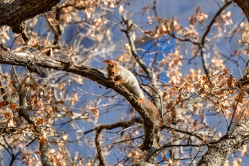 Cute squirrel climbing bare tree branch. Wild animal in nature. Forest inhabitant searching food. Wildlife scene for autumn card.