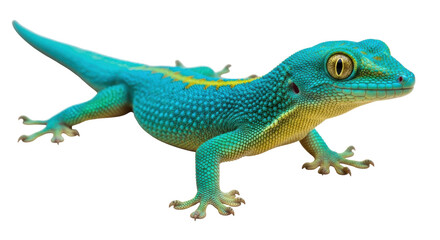 Isolated vibrant gecko with bright blue and yellow skin poses on a clean surface