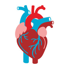 Human Heart Vector Illustration – Anatomical Medical Organ Design, human heart, anatomical heart