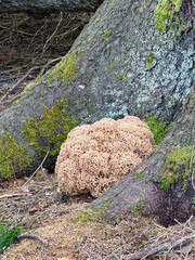A large Wood Cauliflower Fungus, Sparassis crispa nestled between the Roots of a living Pine Tree in a Forest in North East Scotland.