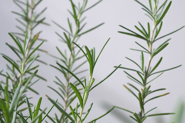 Fototapeta premium Rosemary plant herb in the garden