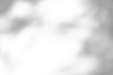 Abstract natural tree branch leaves shadow on white wall background