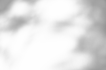 Abstract natural tree branch leaves shadow on white wall background