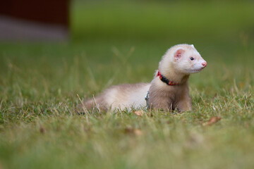 Light color ferret enjoying walking and exploring meadow in camp
