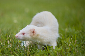 Albino ferret enjoying walking and exploring meadow in camp
