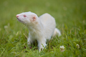Albino ferret enjoying walking and exploring meadow in camp