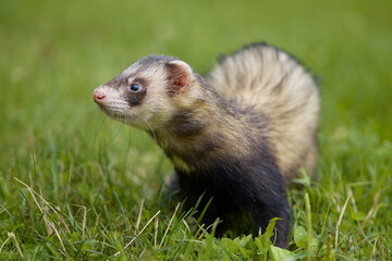 Standard color ferret enjoying walking and exploring meadow in camp