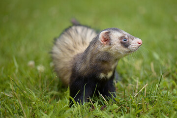 Standard color ferret enjoying walking and exploring meadow in camp
