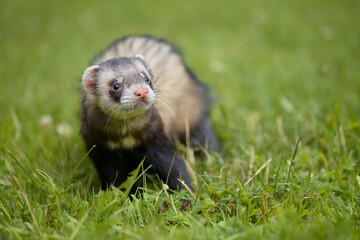 Standard color ferret enjoying walking and exploring meadow in camp