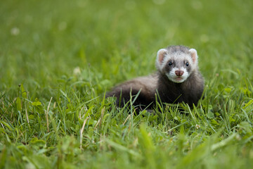 Standard color ferret enjoying walking and exploring meadow in camp