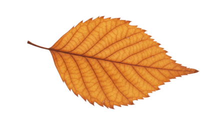 Single autumn leaf detailed view.