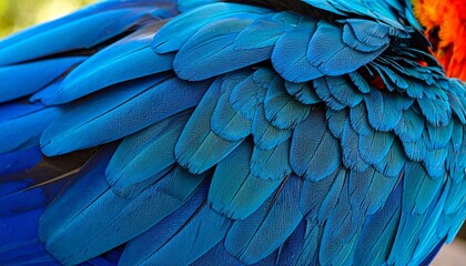 Obraz premium Closeup of an exotic Scarlet Macaw with radiant red plumage and striking blue feathers, showcasing natural beauty, vibrant tropical colors, wildlife elegance, intricate details, and unique parrot char