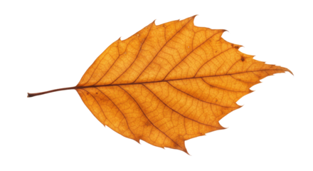 Single autumn leaf orange detailed veins.
