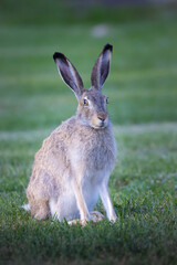 White tailed jackrabbit on the grass in summer