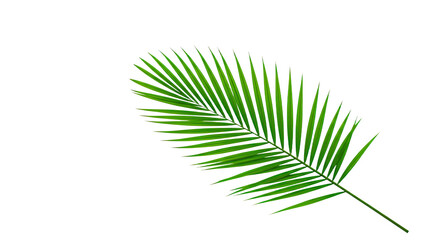Single vibrant green palm leaf isolated 2.
