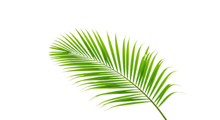 Obraz premium Single vibrant green palm leaf isolated.