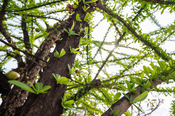 Crescentia tree photographed from a low angle