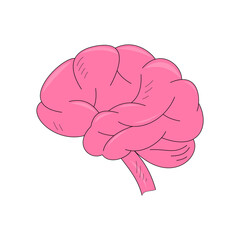 human brain. intelligence. mind. health theme. Vector illustration